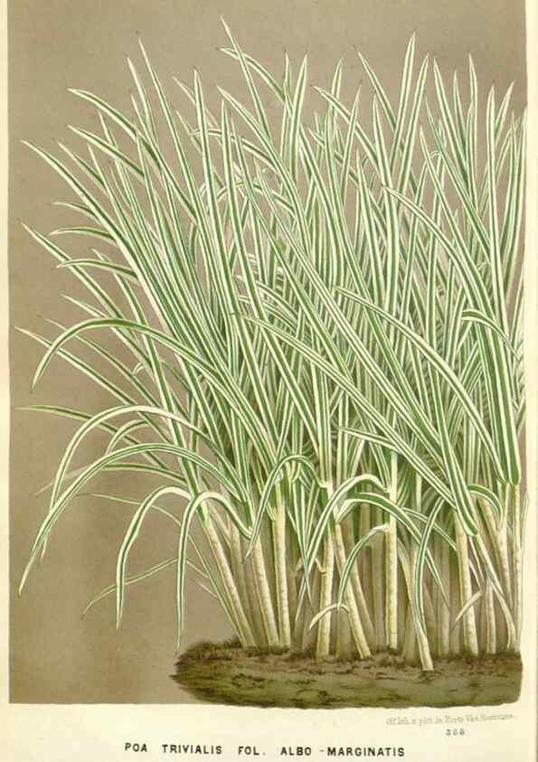 Reproducción/Reproduction 49588960656: Flore des serres et des jardins de l'Europe. A Gand :chez Louis van Houtte, eÌditeur,1845-1880.. 
