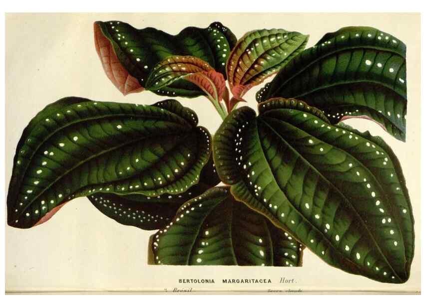 Reproducción/Reproduction 49588961341: Flore des serres et des jardins de l'Europe. A Gand :chez Louis van Houtte, eÌditeur,1845-1880.. 