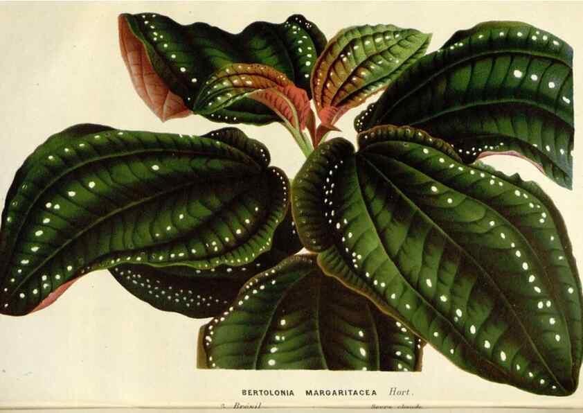 Reproducción/Reproduction 49588961341: Flore des serres et des jardins de l'Europe. A Gand :chez Louis van Houtte, eÌditeur,1845-1880.. 