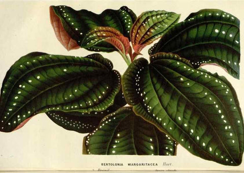 Reproducción/Reproduction 49588961341: Flore des serres et des jardins de l'Europe. A Gand :chez Louis van Houtte, eÌditeur,1845-1880.. 