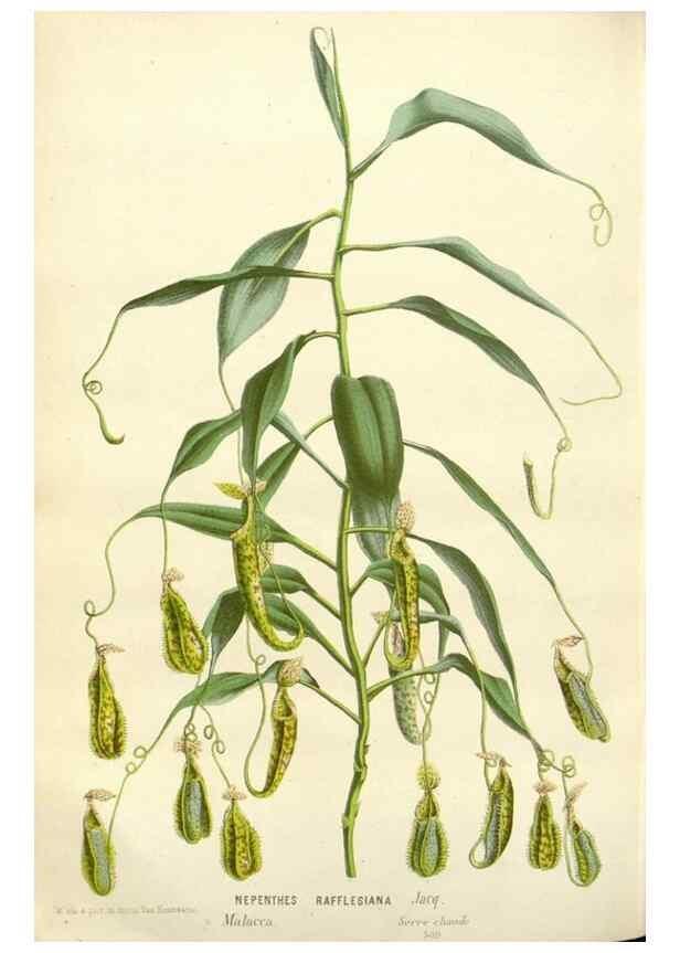 Reproducción/Reproduction 49588961586: Flore des serres et des jardins de l'Europe. A Gand :chez Louis van Houtte, eÌditeur,1845-1880.. 