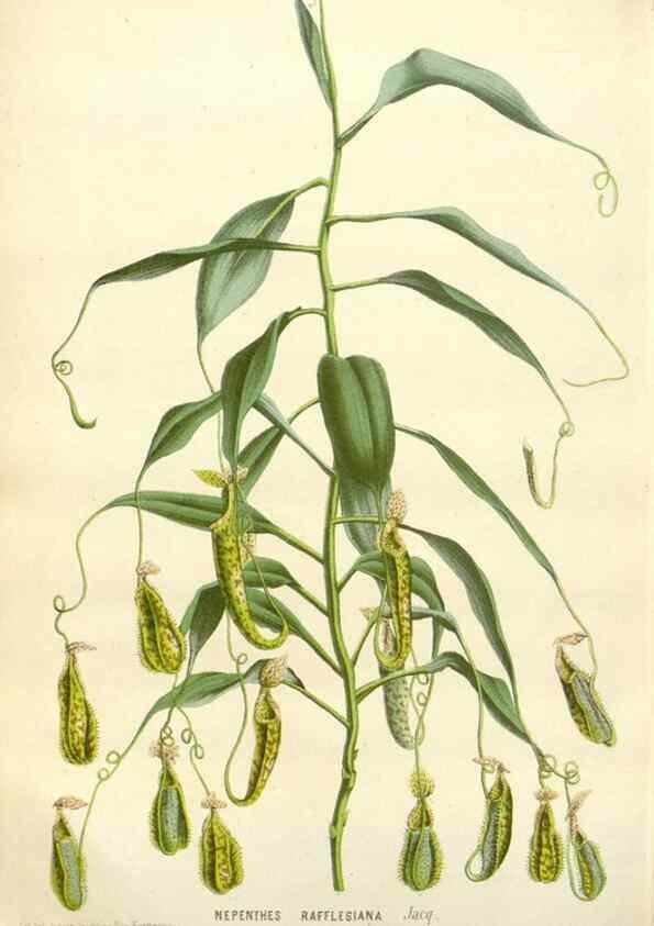 Reproducción/Reproduction 49588961586: Flore des serres et des jardins de l'Europe. A Gand :chez Louis van Houtte, eÌditeur,1845-1880.. 