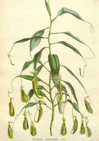 Reproducción/Reproduction 49588961586: Flore des serres et des jardins de l'Europe. A Gand :chez Louis van Houtte, eÌditeur,1845-1880.. 