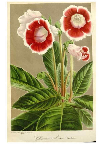 Reproducción/Reproduction 49588961911: Flore des serres et des jardins de l'Europe. A Gand :chez Louis van Houtte, eÌditeur,1845-1880.. 