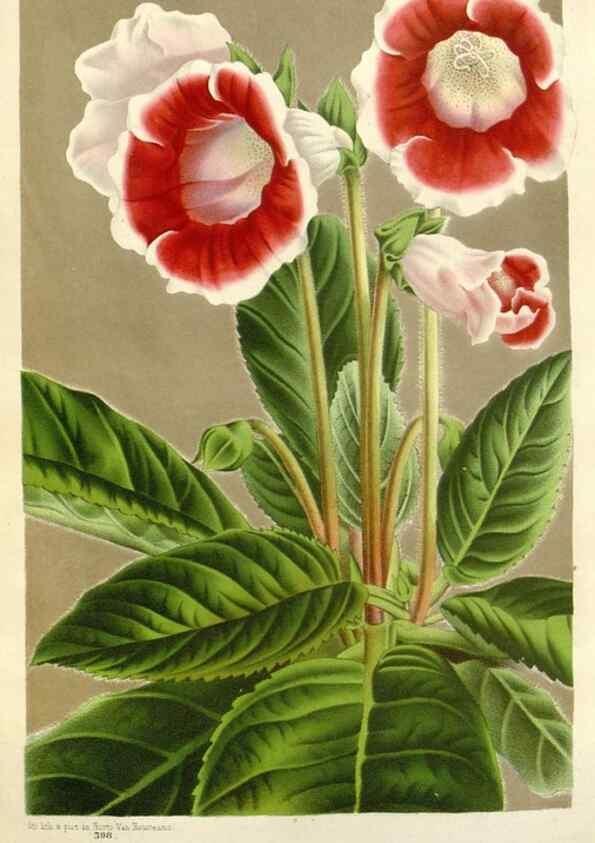 Reproducción/Reproduction 49588961911: Flore des serres et des jardins de l'Europe. A Gand :chez Louis van Houtte, eÌditeur,1845-1880.. 