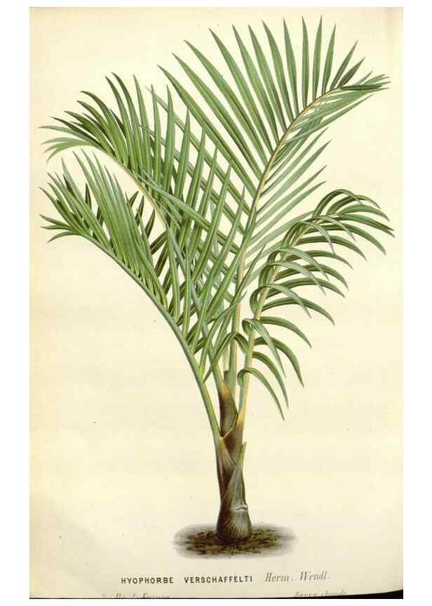 Reproducción/Reproduction 49588962151: Flore des serres et des jardins de l'Europe. A Gand :chez Louis van Houtte, eÌditeur,1845-1880.. 