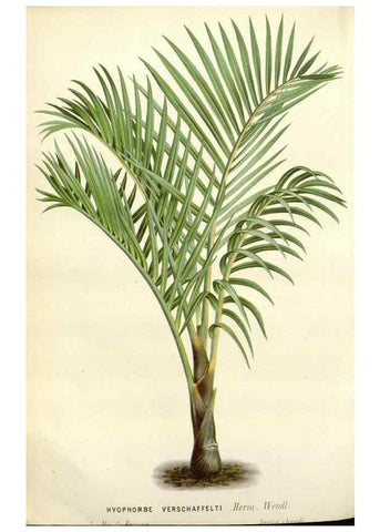 Reproducción/Reproduction 49588962151: Flore des serres et des jardins de l'Europe. A Gand :chez Louis van Houtte, eÌditeur,1845-1880.. 