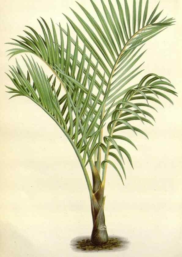 Reproducción/Reproduction 49588962151: Flore des serres et des jardins de l'Europe. A Gand :chez Louis van Houtte, eÌditeur,1845-1880.. 