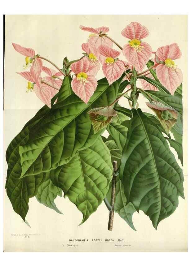 Reproducción/Reproduction 49589205152: Flore des serres et des jardins de l'Europe. A Gand :chez Louis van Houtte, eÌditeur,1845-1880.. 