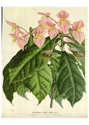 Reproducción/Reproduction 49589205152: Flore des serres et des jardins de l'Europe. A Gand :chez Louis van Houtte, eÌditeur,1845-1880.. 