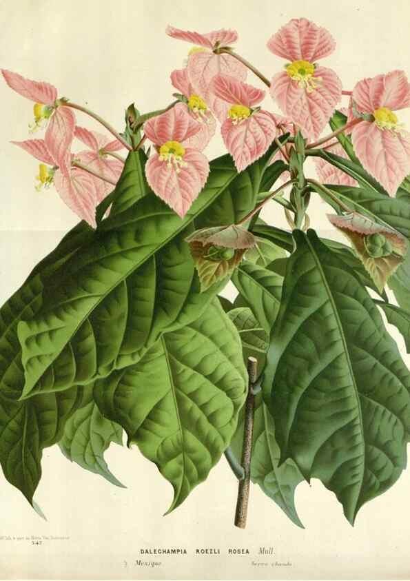 Reproducción/Reproduction 49589205152: Flore des serres et des jardins de l'Europe. A Gand :chez Louis van Houtte, eÌditeur,1845-1880.. 