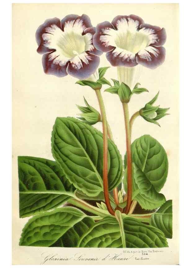 Reproducción/Reproduction 49588962696: Flore des serres et des jardins de l'Europe. A Gand :chez Louis van Houtte, eÌditeur,1845-1880.. 