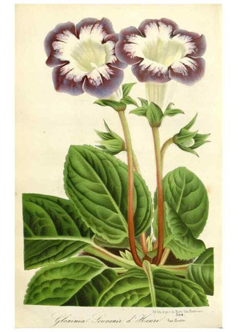 Reproducción/Reproduction 49588962696: Flore des serres et des jardins de l'Europe. A Gand :chez Louis van Houtte, eÌditeur,1845-1880.. 