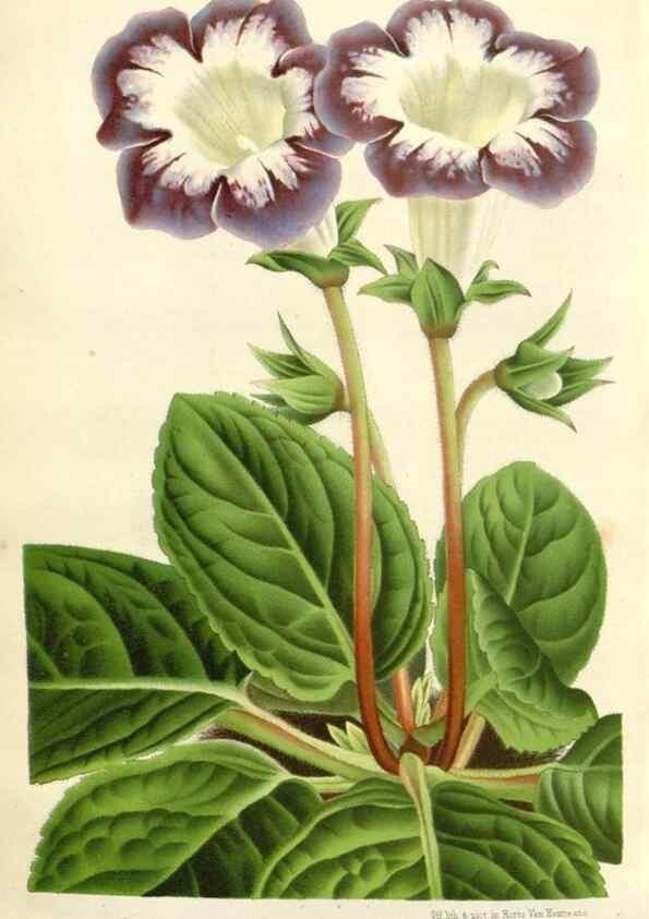 Reproducción/Reproduction 49588962696: Flore des serres et des jardins de l'Europe. A Gand :chez Louis van Houtte, eÌditeur,1845-1880.. 