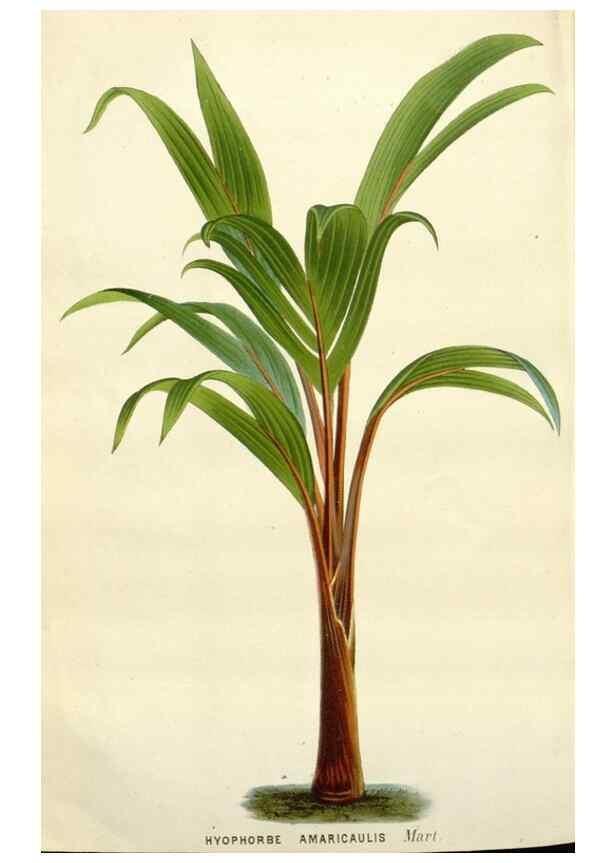 Reproducción/Reproduction 49588962966: Flore des serres et des jardins de l'Europe. A Gand :chez Louis van Houtte, eÌditeur,1845-1880.. 