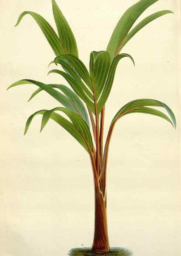 Reproducción/Reproduction 49588962966: Flore des serres et des jardins de l'Europe. A Gand :chez Louis van Houtte, eÌditeur,1845-1880.. 