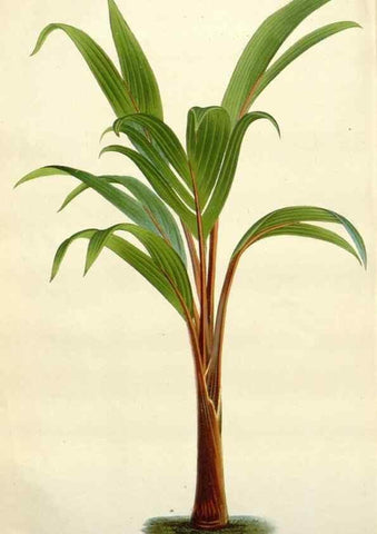 Reproducción/Reproduction 49588962966: Flore des serres et des jardins de l'Europe. A Gand :chez Louis van Houtte, eÌditeur,1845-1880.. 