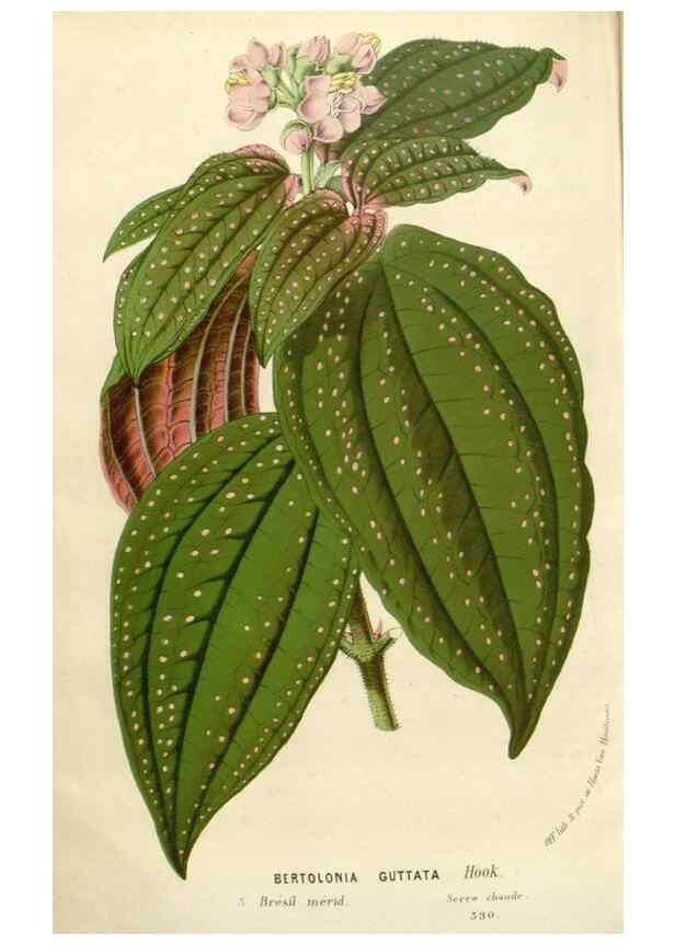Reproducción/Reproduction 49588961106: Flore des serres et des jardins de l'Europe. A Gand :chez Louis van Houtte, eÌditeur,1845-1880.. 