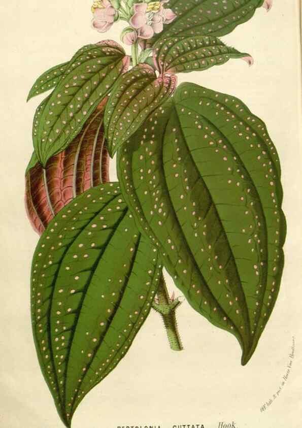 Reproducción/Reproduction 49588961106: Flore des serres et des jardins de l'Europe. A Gand :chez Louis van Houtte, eÌditeur,1845-1880.. 