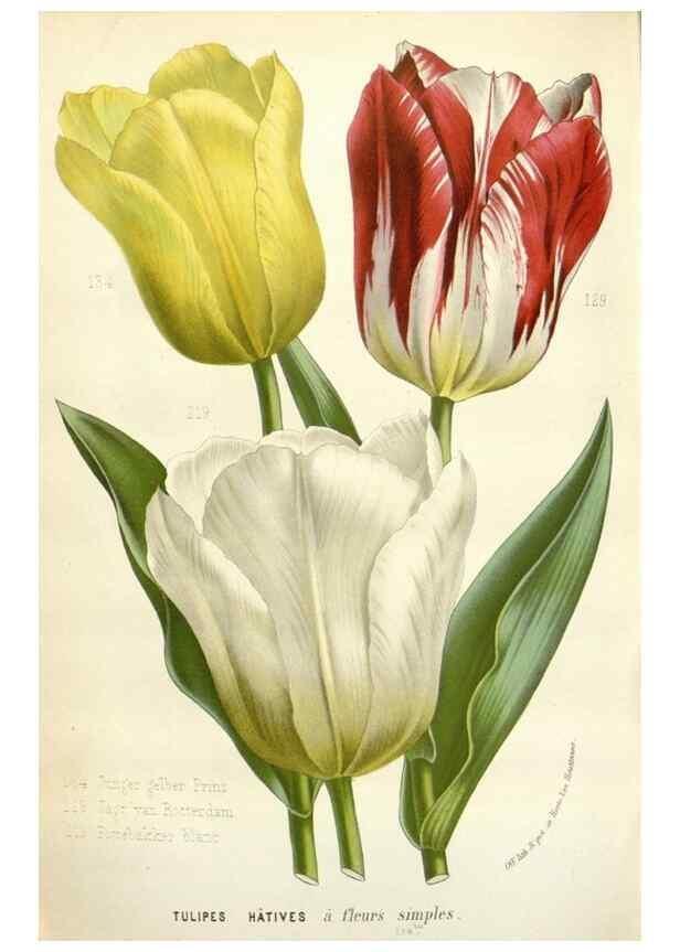 Reproducción/Reproduction 49588958476: Flore des serres et des jardins de l'Europe. A Gand :chez Louis van Houtte, eÌditeur,1845-1880.. 