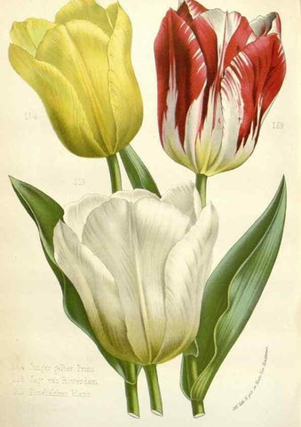 Reproducción/Reproduction 49588958476: Flore des serres et des jardins de l'Europe. A Gand :chez Louis van Houtte, eÌditeur,1845-1880.. 