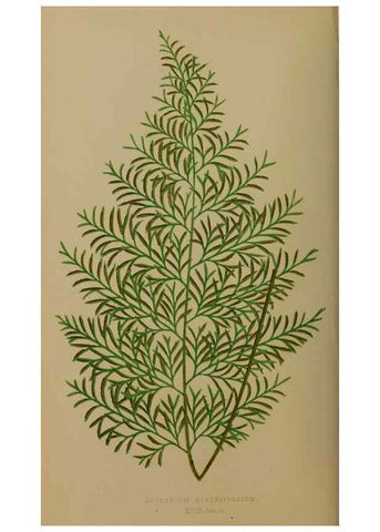 Reproducción/Reproduction 49626355498: Ferns: British and exotic.... London,Groombridge and Sons,1856-60.. 