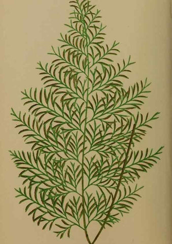 Reproducción/Reproduction 49626355498: Ferns: British and exotic.... London,Groombridge and Sons,1856-60.. 