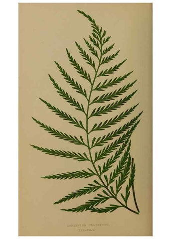 Reproducción/Reproduction 49626355988: Ferns: British and exotic.... London,Groombridge and Sons,1856-60.. 