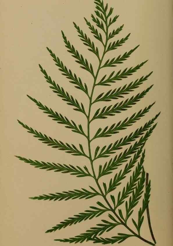 Reproducción/Reproduction 49626355988: Ferns: British and exotic.... London,Groombridge and Sons,1856-60.. 