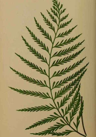 Reproducción/Reproduction 49626355988: Ferns: British and exotic.... London,Groombridge and Sons,1856-60.. 