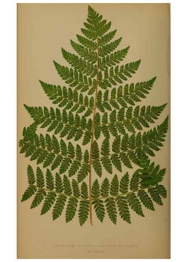 Reproducción/Reproduction 49626361508: Ferns: British and exotic.... London,Groombridge and Sons,1856-60.. 