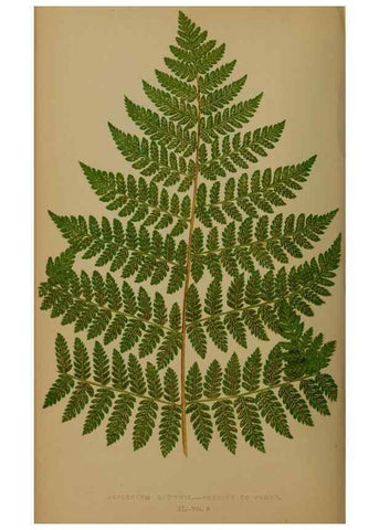 Reproducción/Reproduction 49626361508: Ferns: British and exotic.... London,Groombridge and Sons,1856-60.. 