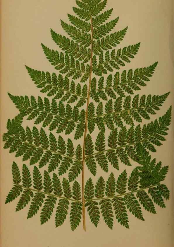 Reproducción/Reproduction 49626361508: Ferns: British and exotic.... London,Groombridge and Sons,1856-60.. 