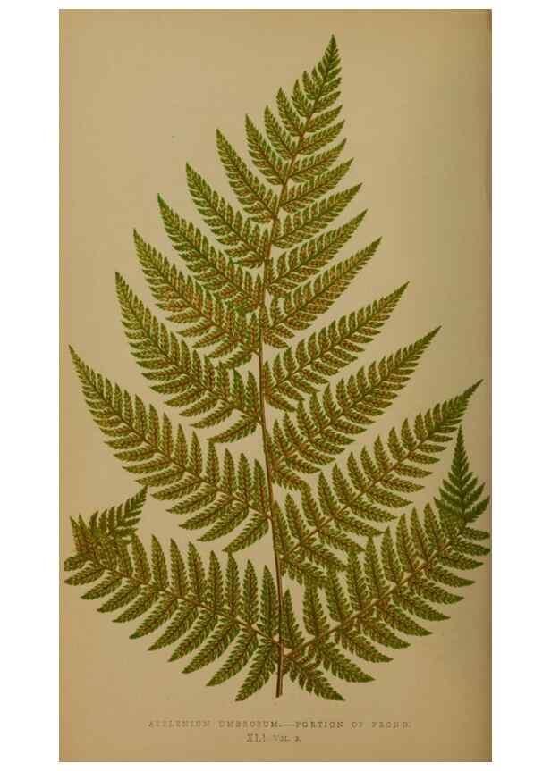 Reproducción/Reproduction 49626361788: Ferns: British and exotic.... London,Groombridge and Sons,1856-60.. 