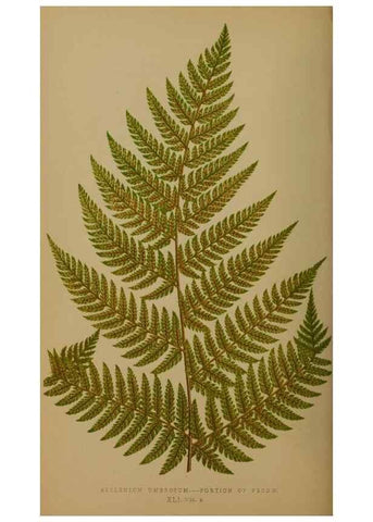 Reproducción/Reproduction 49626361788: Ferns: British and exotic.... London,Groombridge and Sons,1856-60.. 