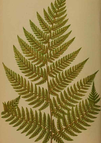 Reproducción/Reproduction 49626361788: Ferns: British and exotic.... London,Groombridge and Sons,1856-60.. 