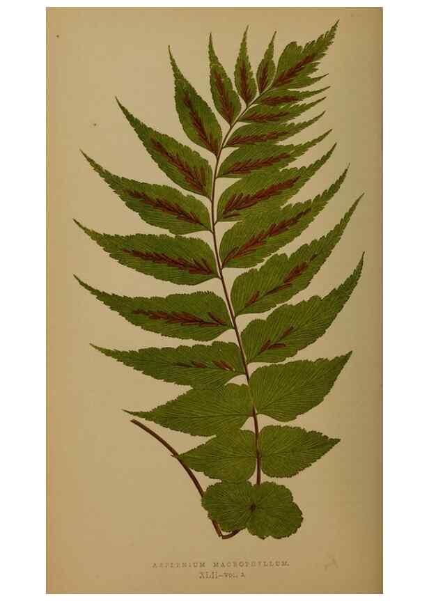 Reproducción/Reproduction 49627152082: Ferns: British and exotic.... London,Groombridge and Sons,1856-60.. 