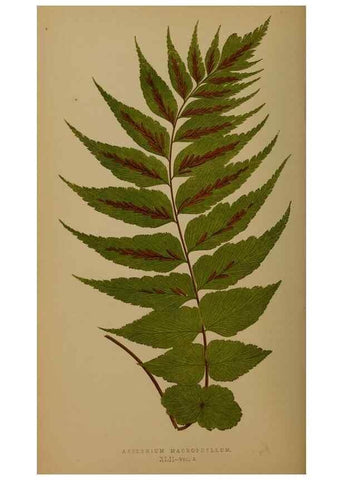 Reproducción/Reproduction 49627152082: Ferns: British and exotic.... London,Groombridge and Sons,1856-60.. 