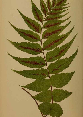 Reproducción/Reproduction 49627152082: Ferns: British and exotic.... London,Groombridge and Sons,1856-60.. 