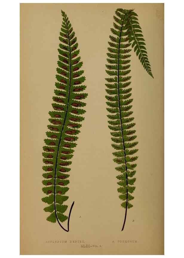 Reproducción/Reproduction 49626880116: Ferns: British and exotic.... London,Groombridge and Sons,1856-60.. 