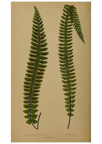 Reproducción/Reproduction 49626880116: Ferns: British and exotic.... London,Groombridge and Sons,1856-60.. 