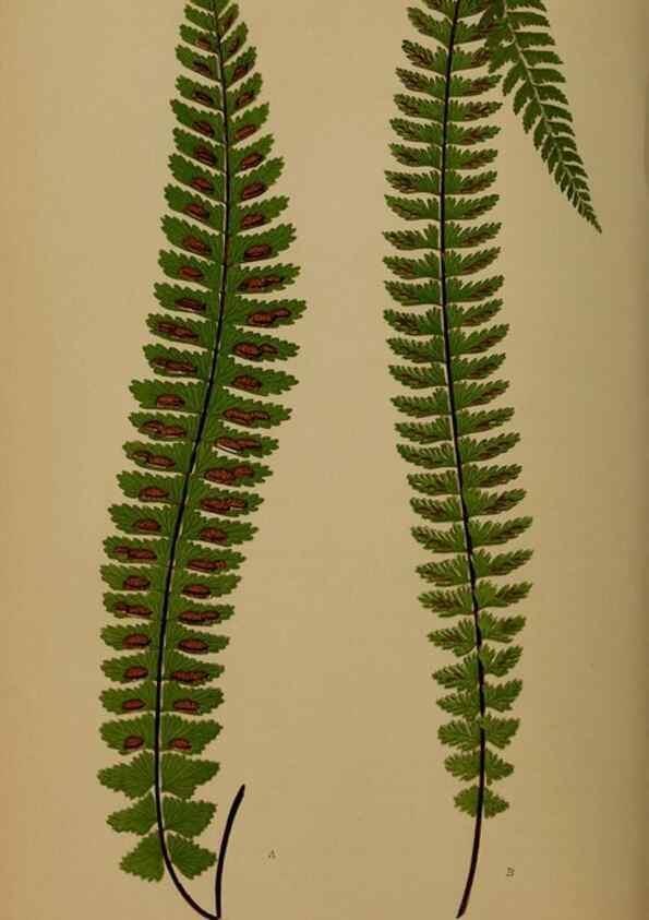 Reproducción/Reproduction 49626880116: Ferns: British and exotic.... London,Groombridge and Sons,1856-60.. 