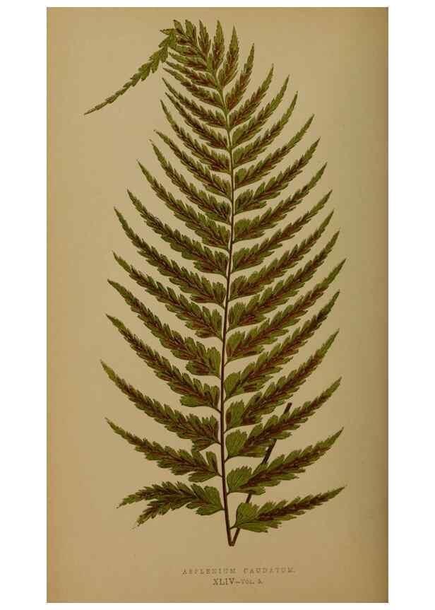 Reproducción/Reproduction 49626362468: Ferns: British and exotic.... London,Groombridge and Sons,1856-60.. 
