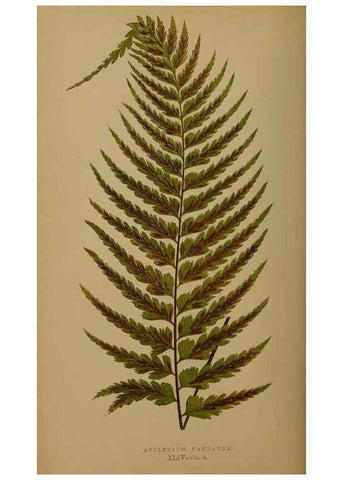 Reproducción/Reproduction 49626362468: Ferns: British and exotic.... London,Groombridge and Sons,1856-60.. 