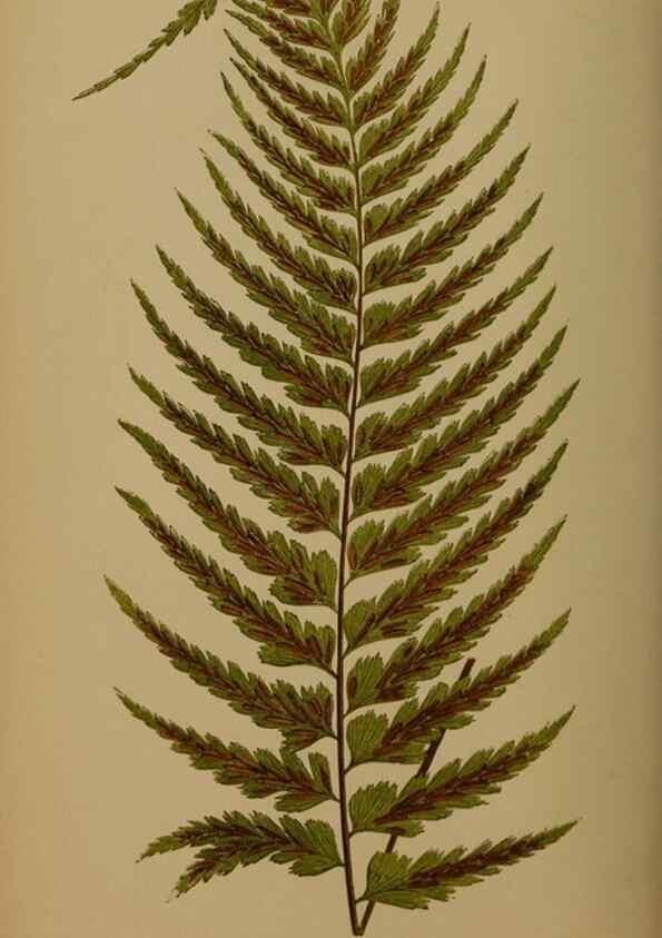 Reproducción/Reproduction 49626362468: Ferns: British and exotic.... London,Groombridge and Sons,1856-60.. 