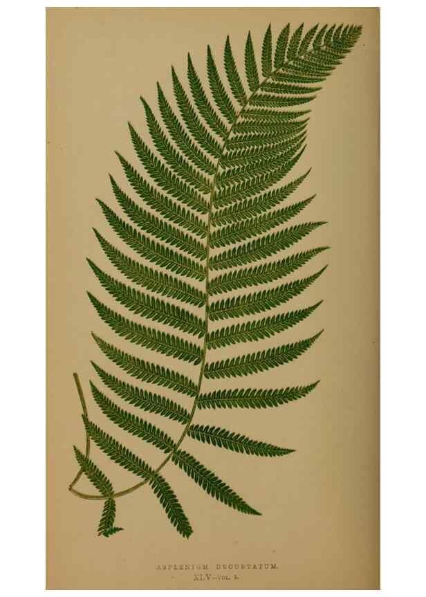 Reproducción/Reproduction 49627152777: Ferns: British and exotic.... London,Groombridge and Sons,1856-60.. 