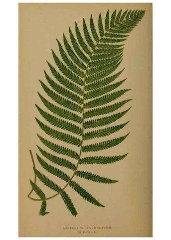 Reproducción/Reproduction 49627152777: Ferns: British and exotic.... London,Groombridge and Sons,1856-60.. 