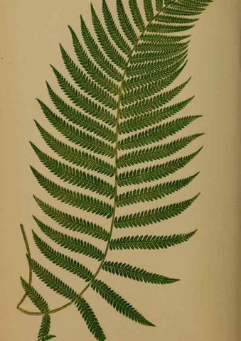 Reproducción/Reproduction 49627152777: Ferns: British and exotic.... London,Groombridge and Sons,1856-60.. 