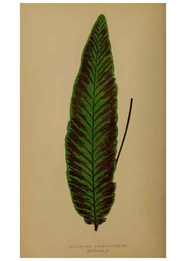 Reproducción/Reproduction 49627153032: Ferns: British and exotic.... London,Groombridge and Sons,1856-60.. 