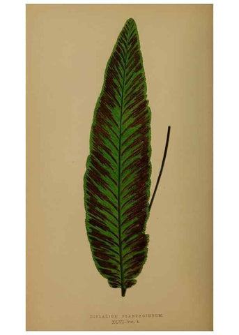 Reproducción/Reproduction 49627153032: Ferns: British and exotic.... London,Groombridge and Sons,1856-60.. 